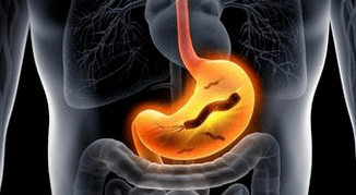 The human stomach